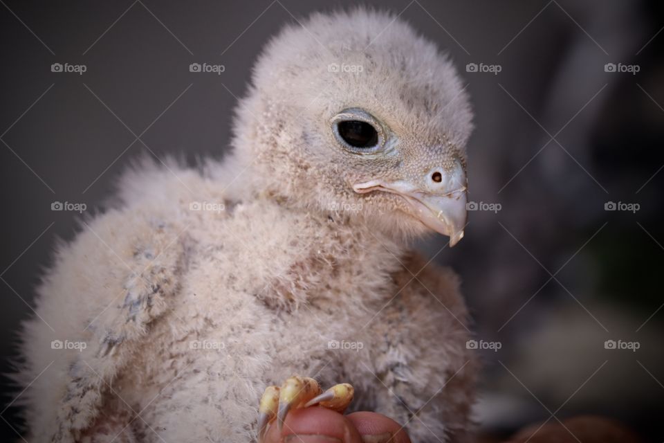 Baby chick raptor closeup (wildlife rescue)