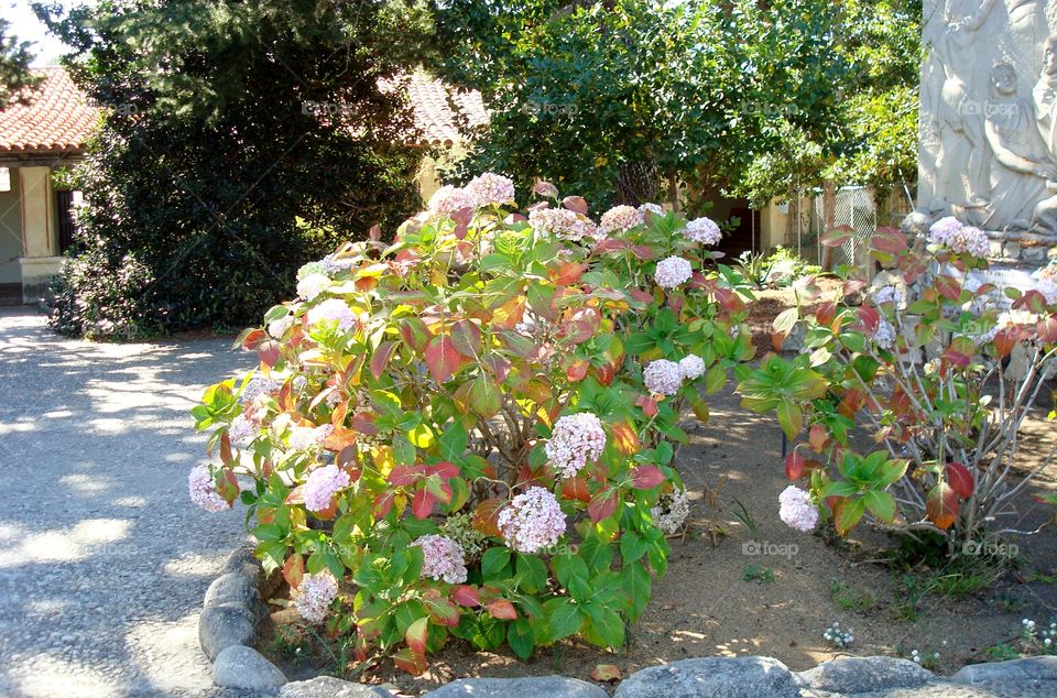 hydrangea Carmel