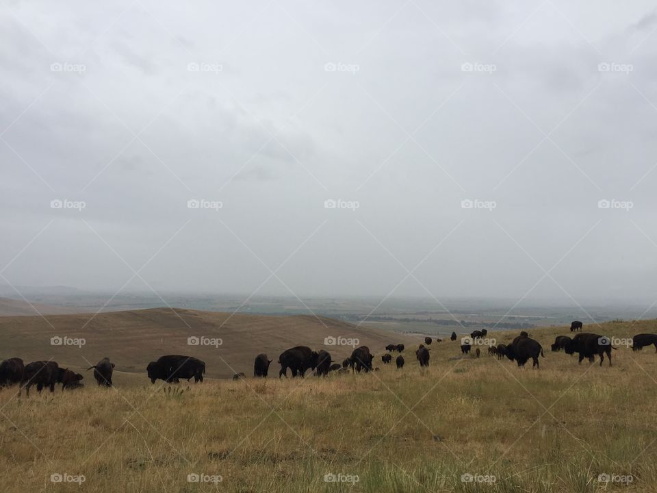 National Bison Range, Montana 