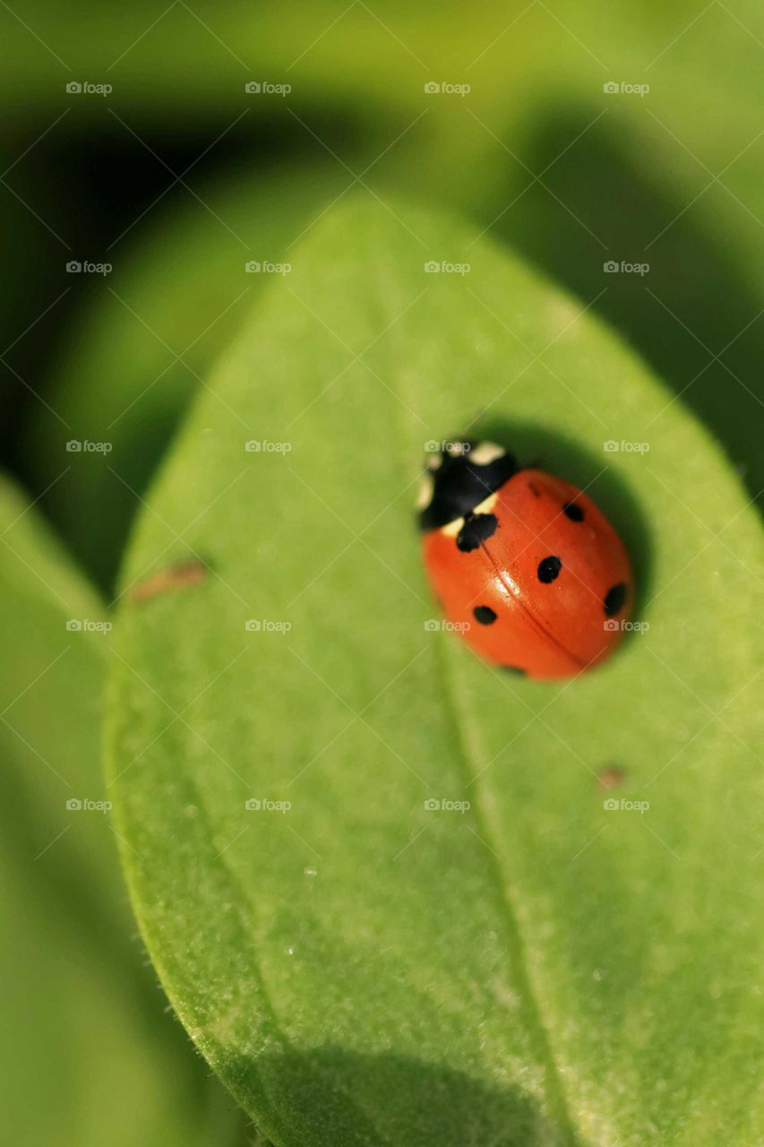 ladybug