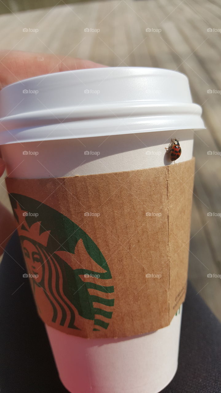 Lady Bug and Starbucks