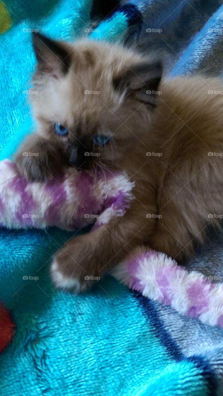 My kitten Bella at 8wks. She has piercing blue eyes