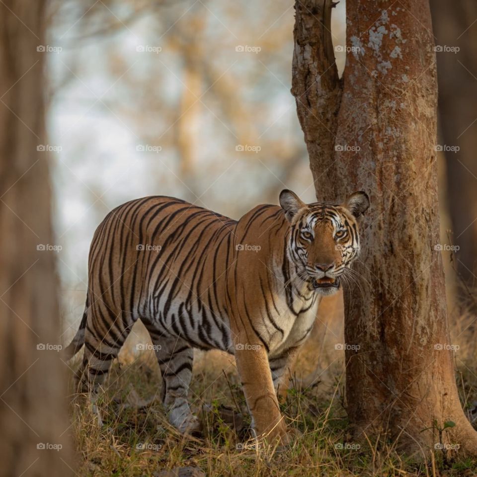 The TIGER BEAUTY ❤️