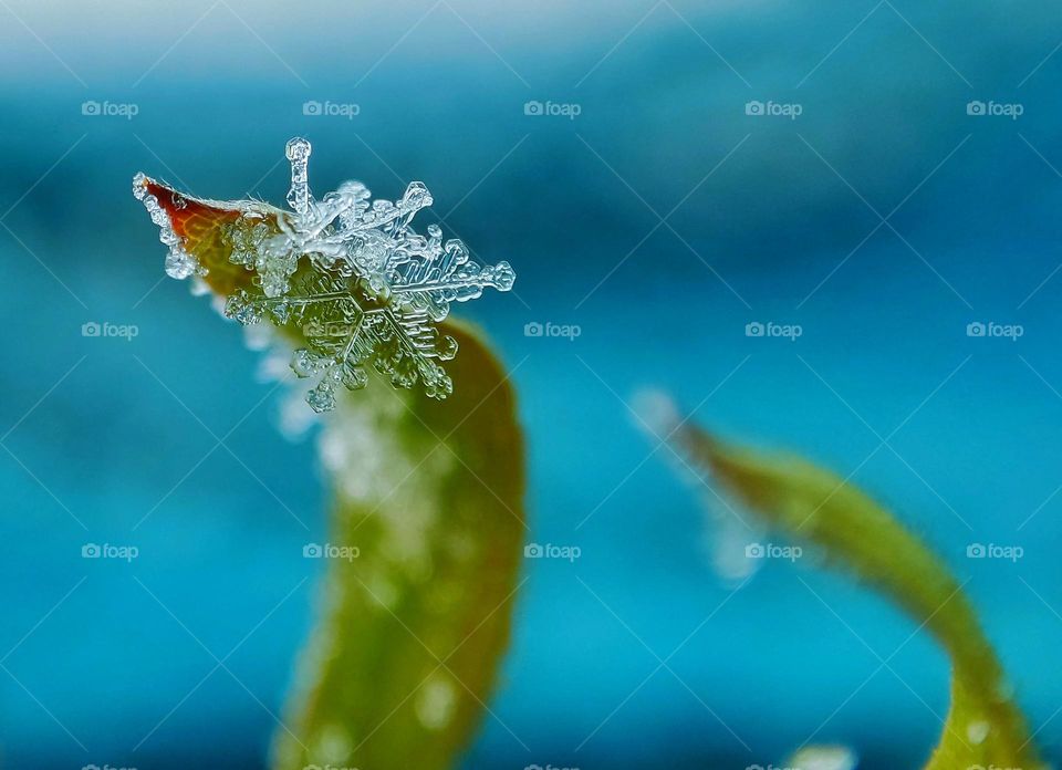 frozen plant with two snowflakes