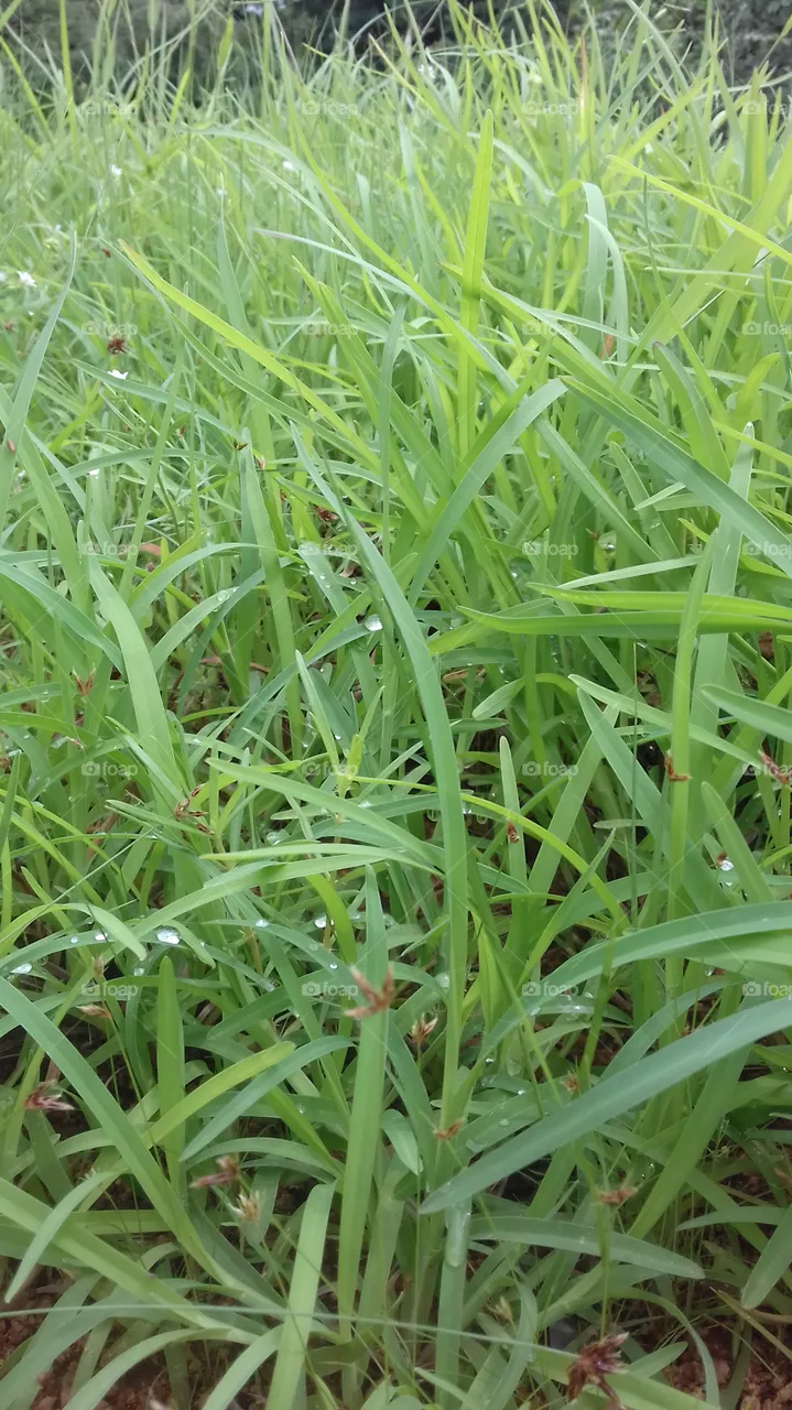 greenary
