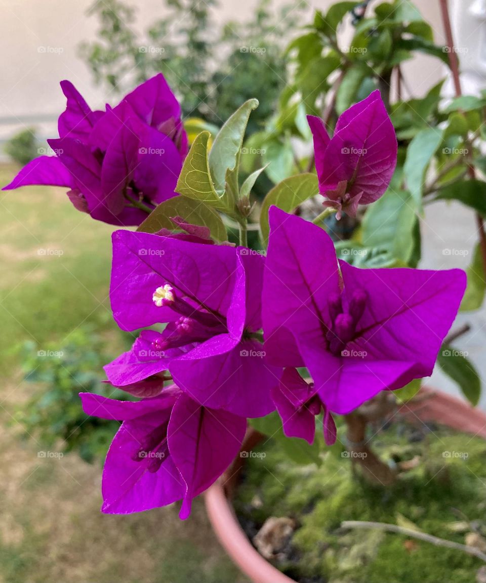 🇺🇸 Beautiful purple flowers to inspire our day: they are called Primaveras, and they are abundant here in Brazil. / 🇧🇷 Belíssimas flores roxas para inspirar nosso dia: elas se chamam primaveras, e são abundantes aqui no Brasil. 