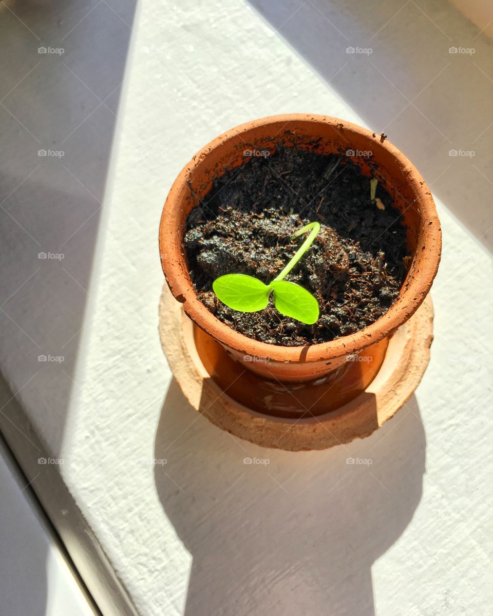 Close-up of potted plant