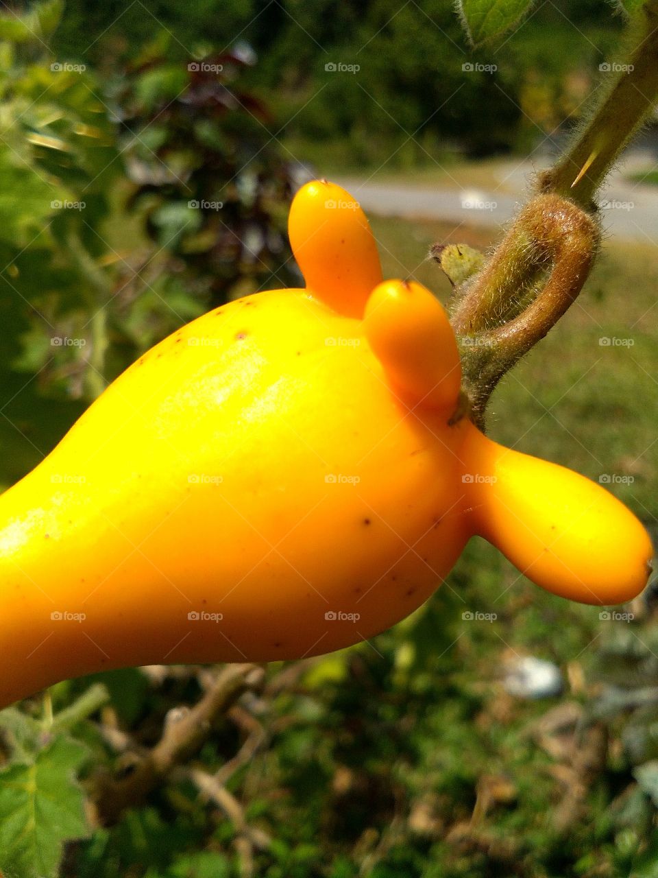 Solanum mammosum is commonly known as nipplefruit, fox head, cow's udder, or apple of Sodom, is an inedible Pan-American tropical fruit. Terung susu kambing