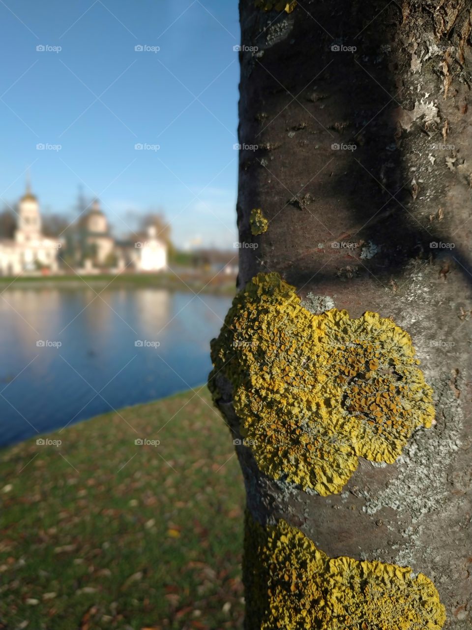 Colourful moss.