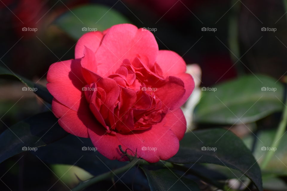 Morning Magnificence