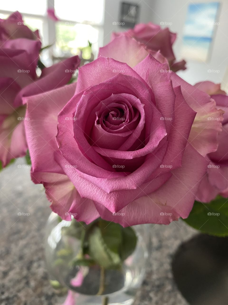 Rose