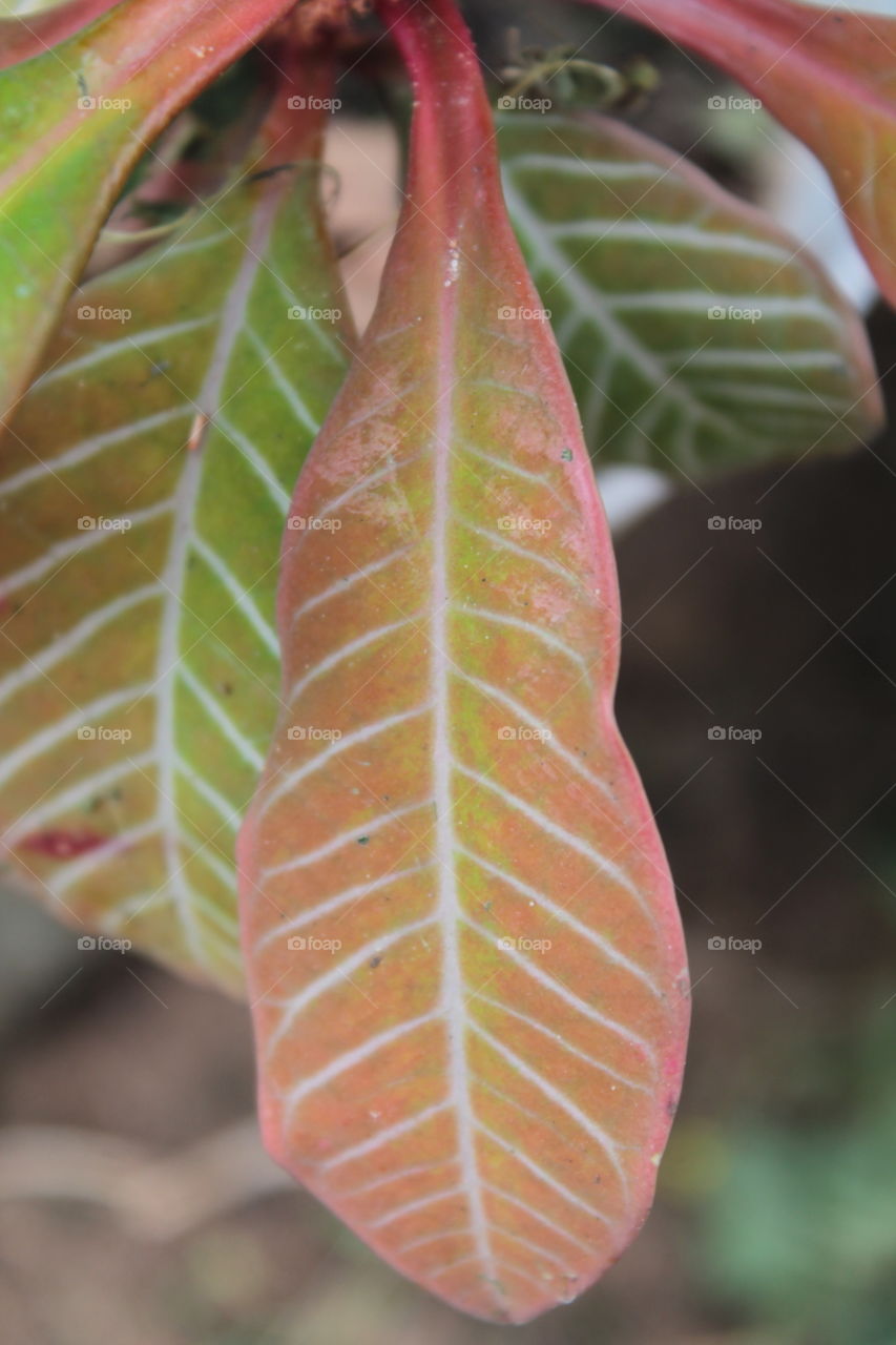 Vegetable garden, plants, rare plants, beautiful plant leaf, pink leaves, flower,