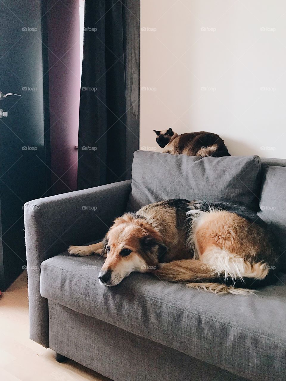 Cat and dog on sofa