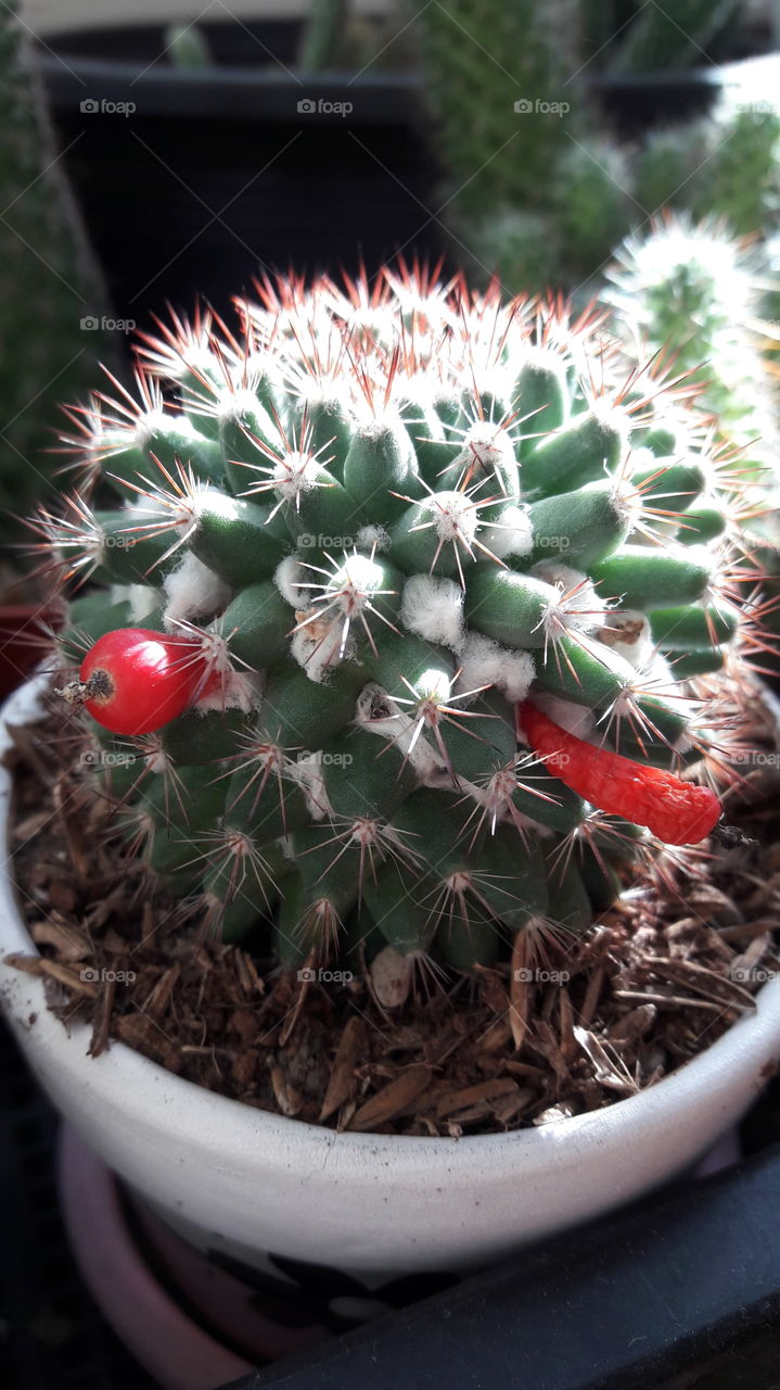 a beautiful Cactus