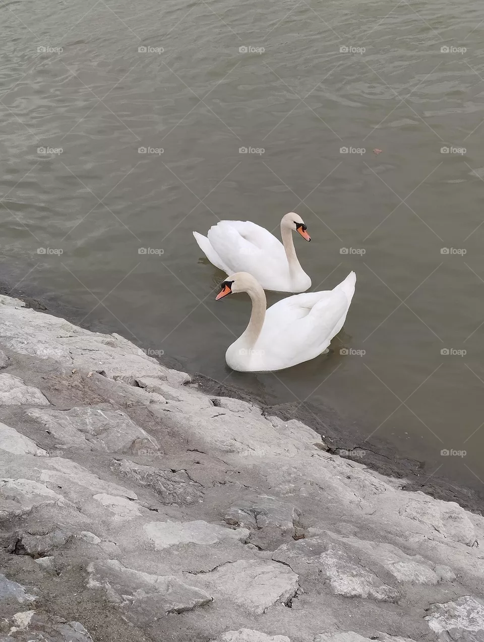 Swans