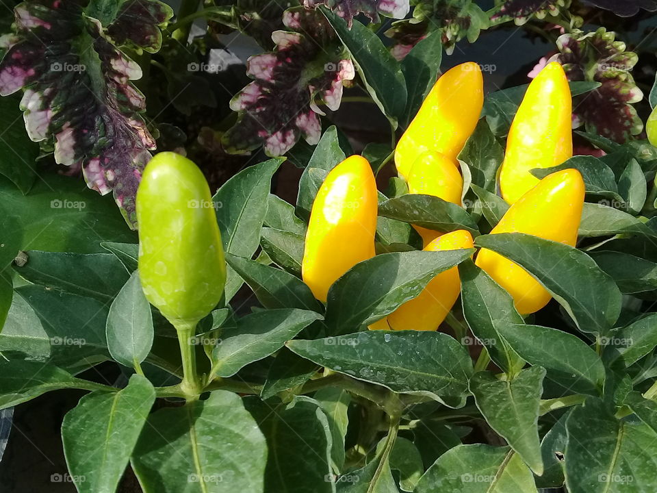 the nuture,no filter