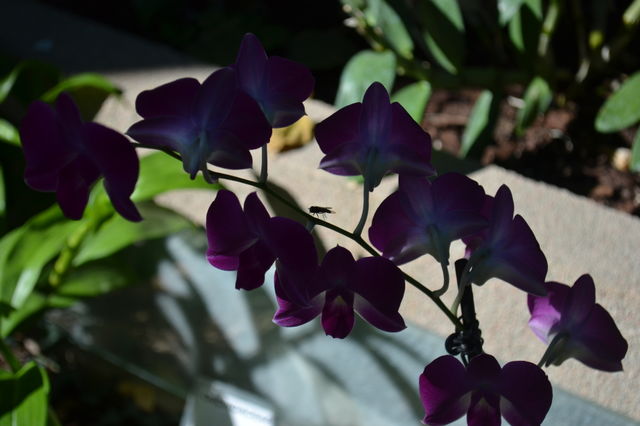 violet flowers in shade