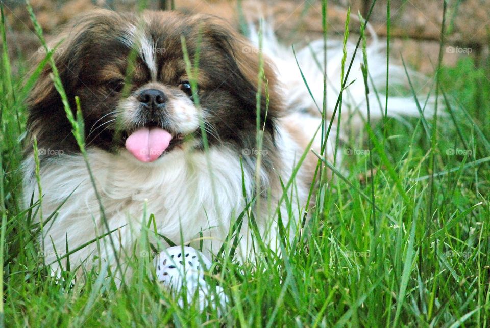 Cute pekingese dog smiling, tongue out, outside, lying in grass with a toy,  looking happy