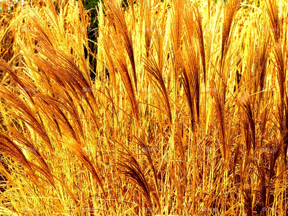 golden vegetation