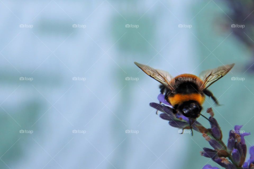 A bumble bee sits on purple lavender