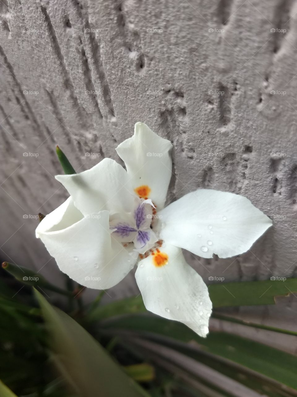 white flower and concrete