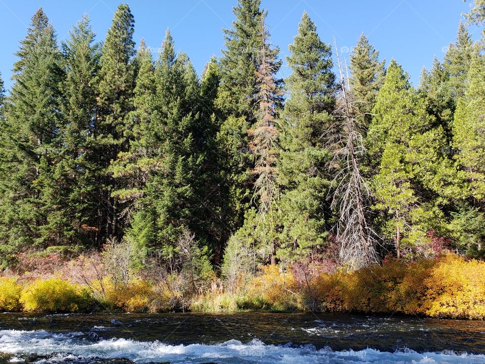 Stunning fall colors on the riverbanks of the turquoise waters of the Metolius River at Wizard Falls in Central Oregon on a sunny autumn morning.