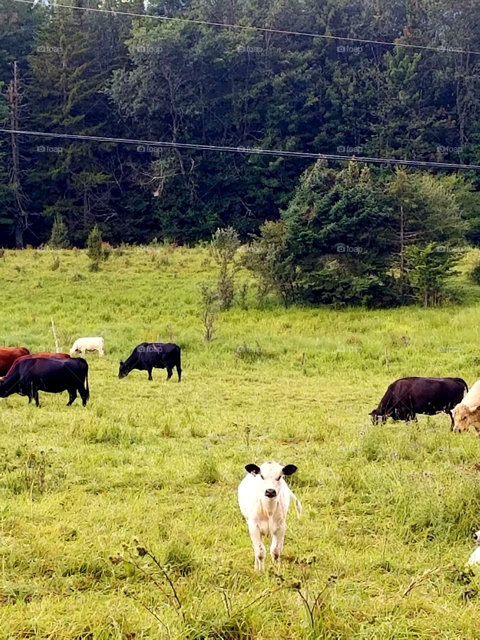 vermont cattle