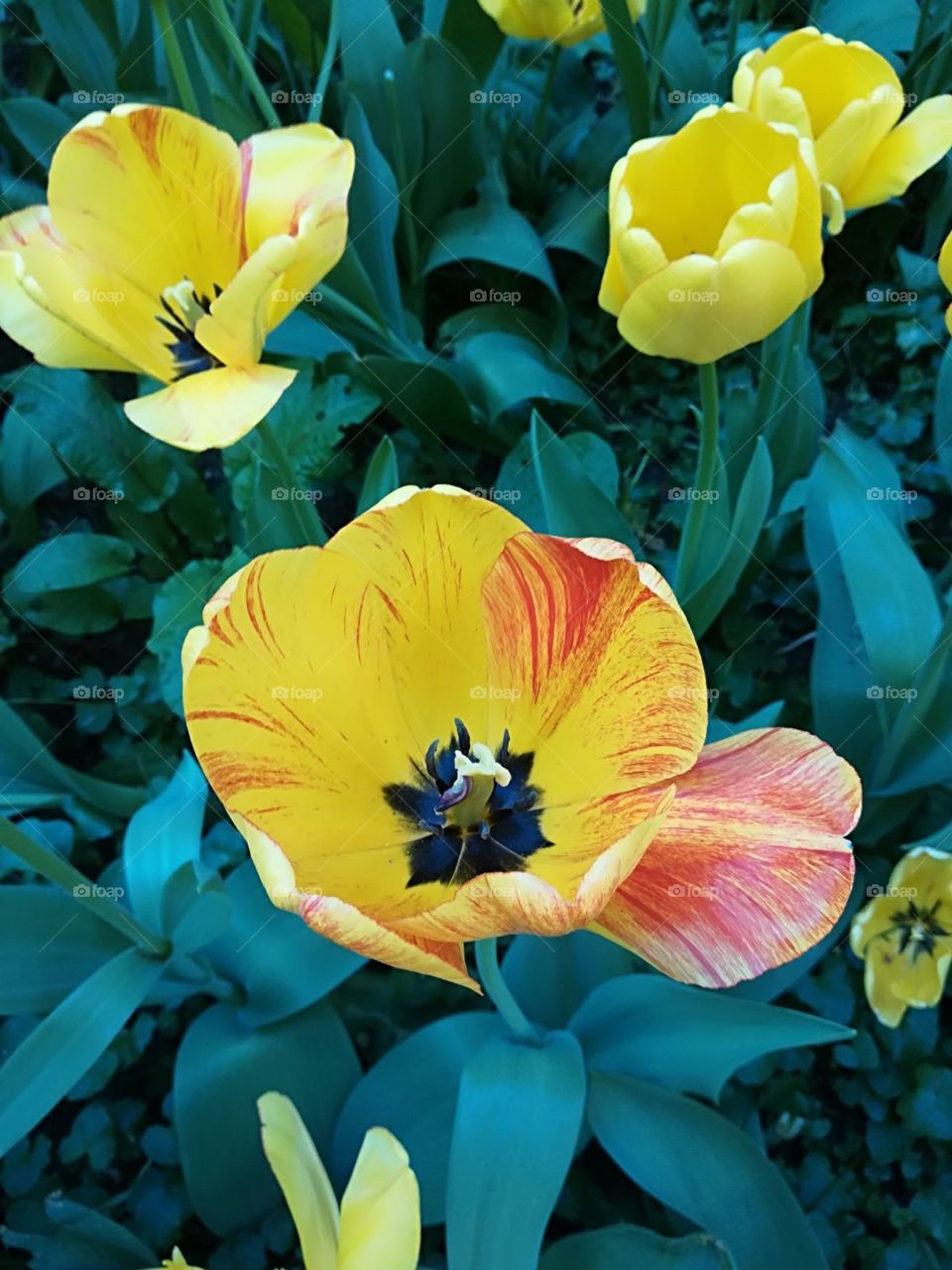Open tulip beauty