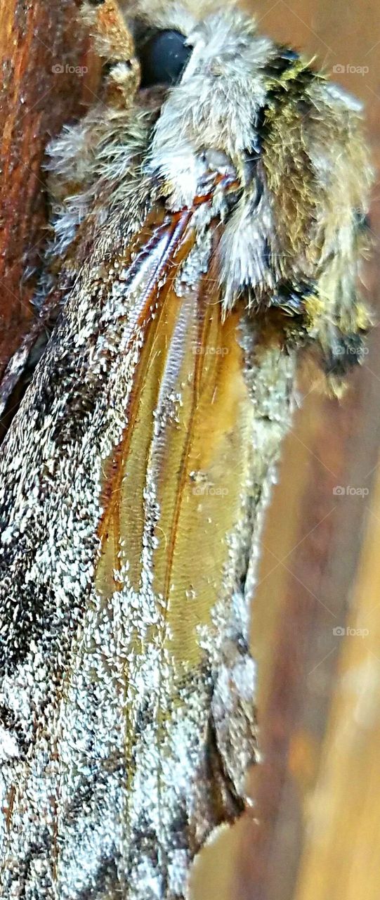 Close up of Moth