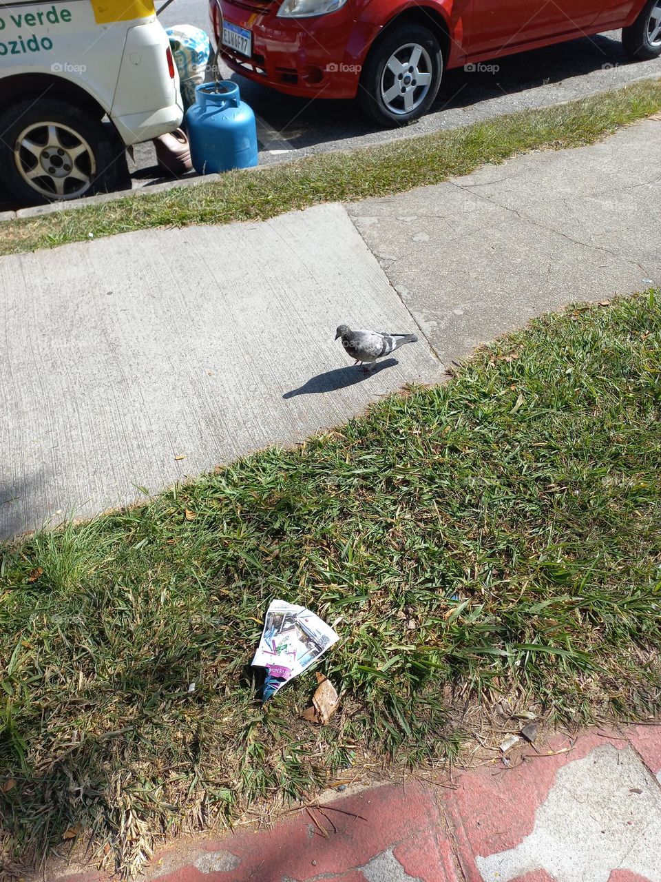 Pombo, procurando alimento! As principais fontes de nutrientes  para is pombos são  grãos  e insetos, comumente encontrados na natureza. Porém na zona urbana, o alimento mais disponível,  fica em locais insalubres, como os latões  de lixo.