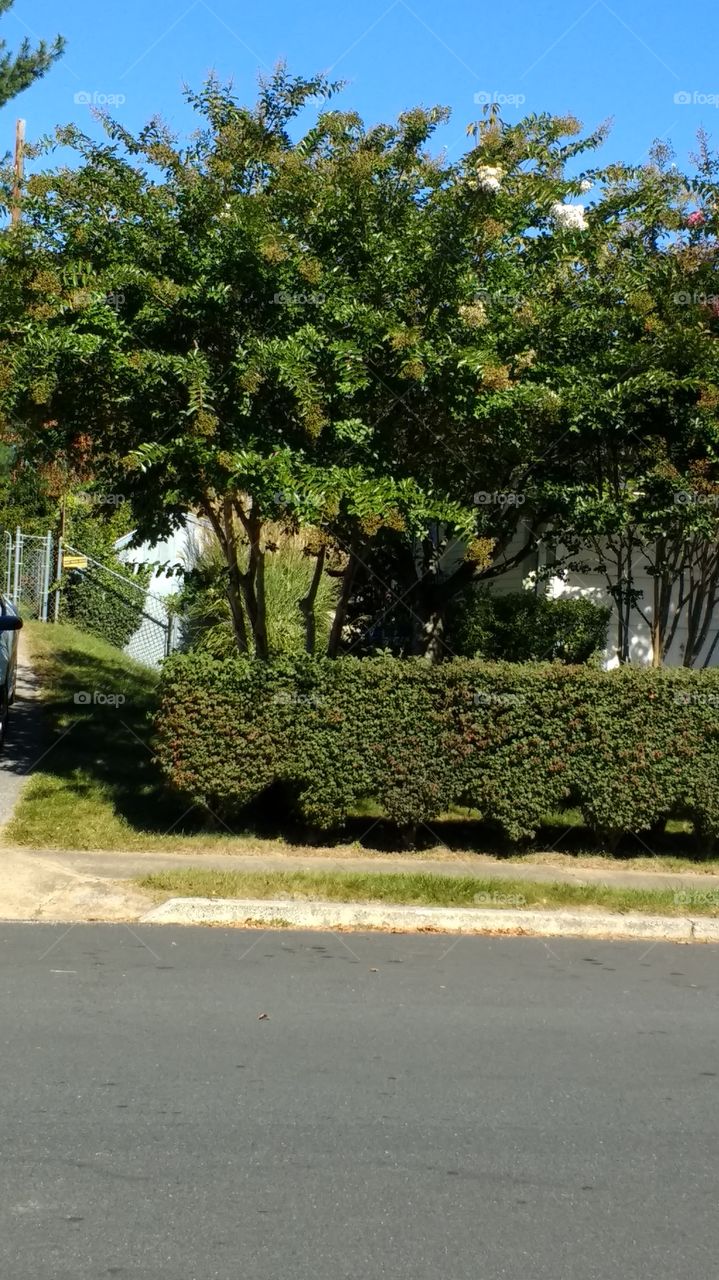 beautiful shrubs and trees