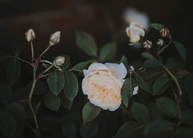 rosa