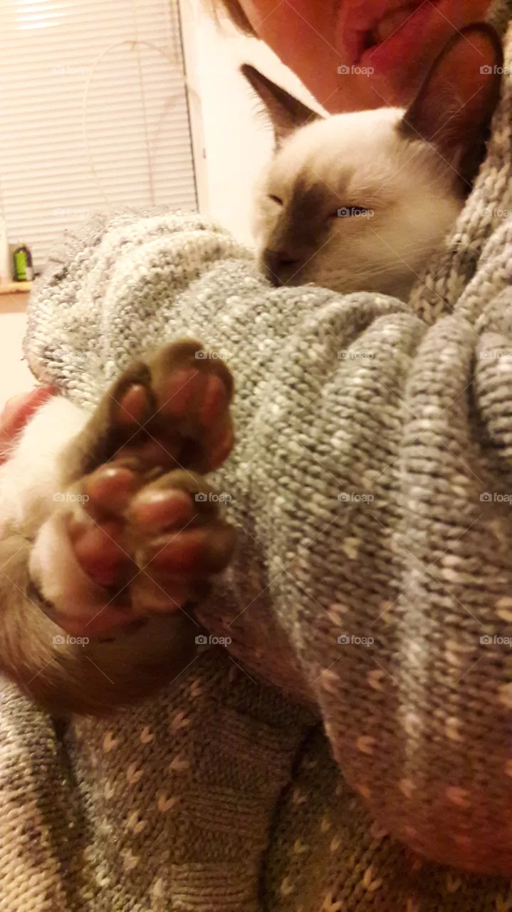 chat