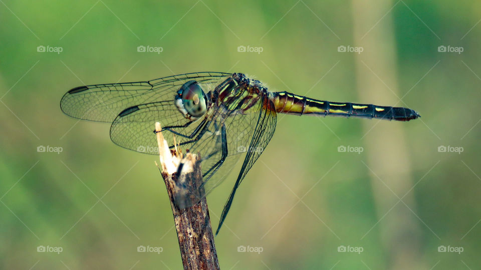 Directly above shot of insect