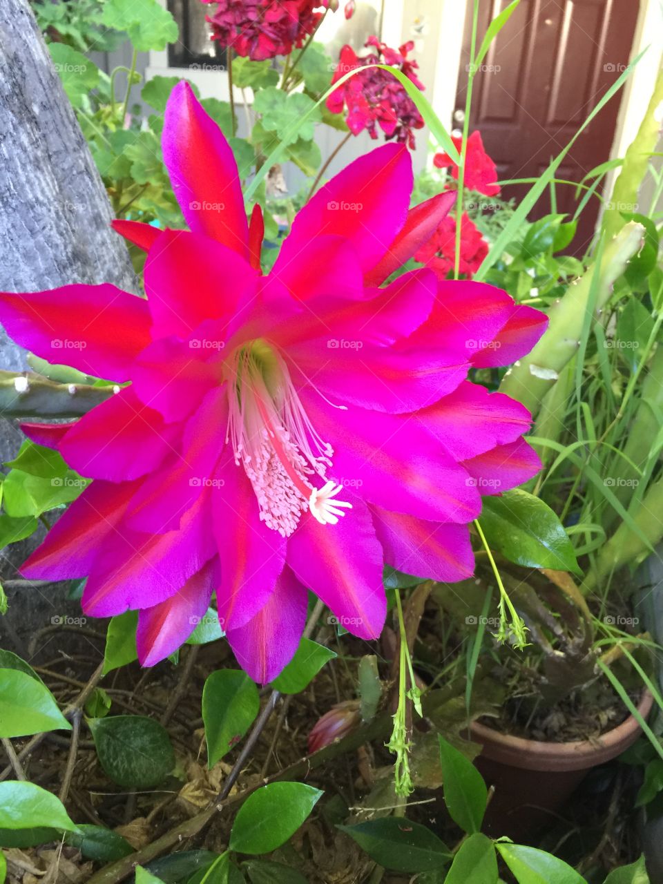 Rare pink cactus flower