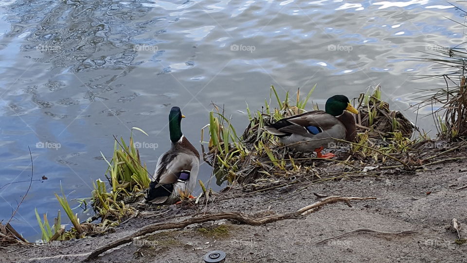 waterfowl / ducks