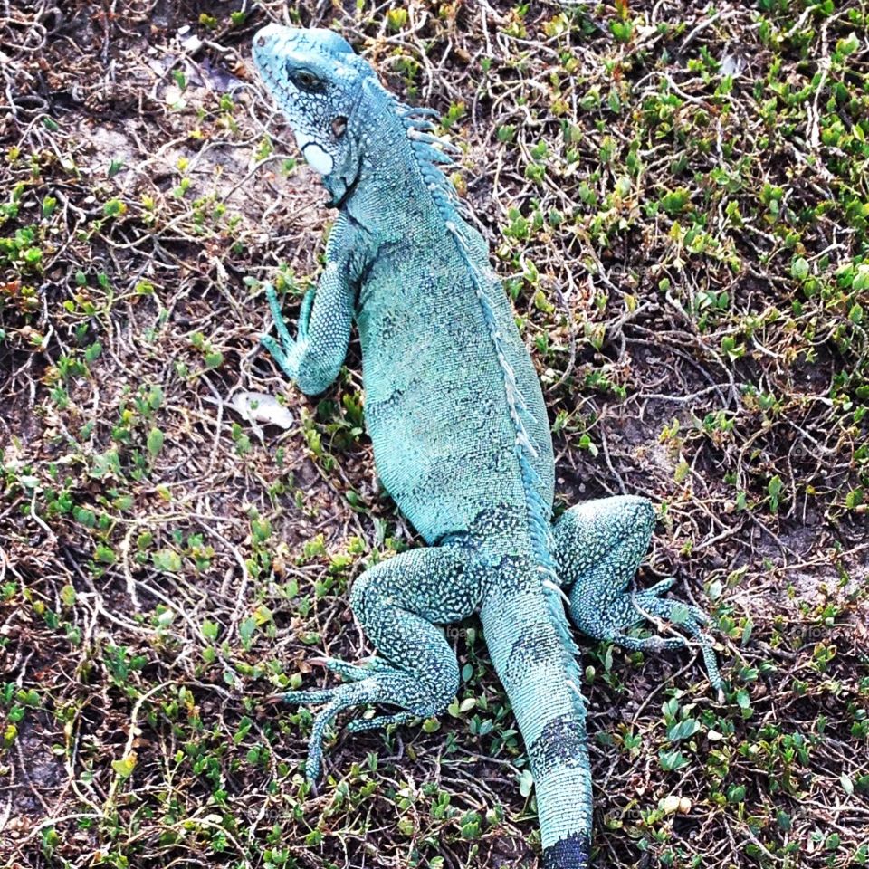 Iguana