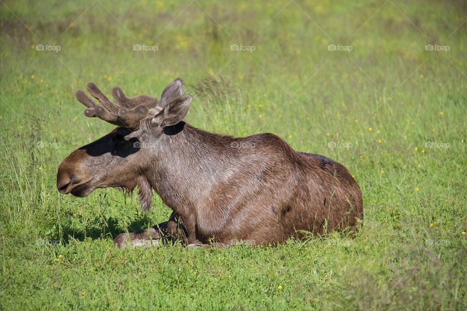 Close-up of deer lying on grass