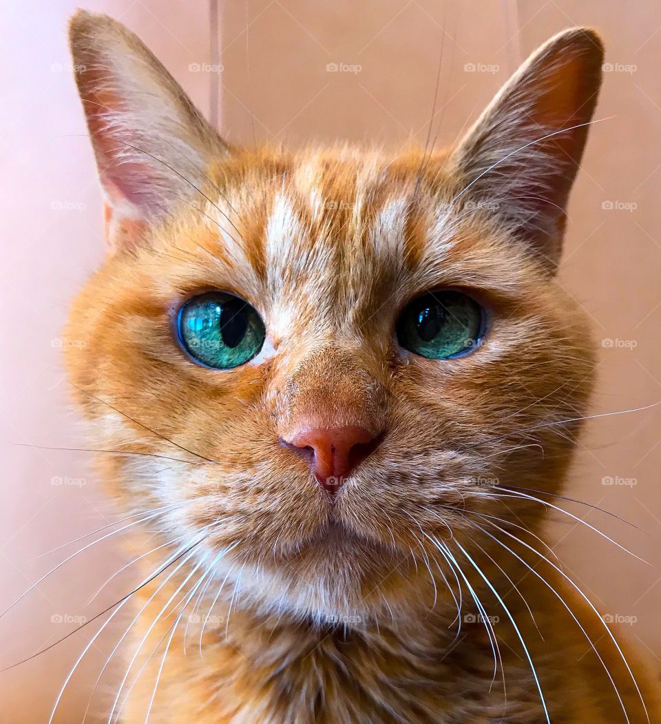 Close up of a cute, cross eyed ginger tabby cat with green eyes