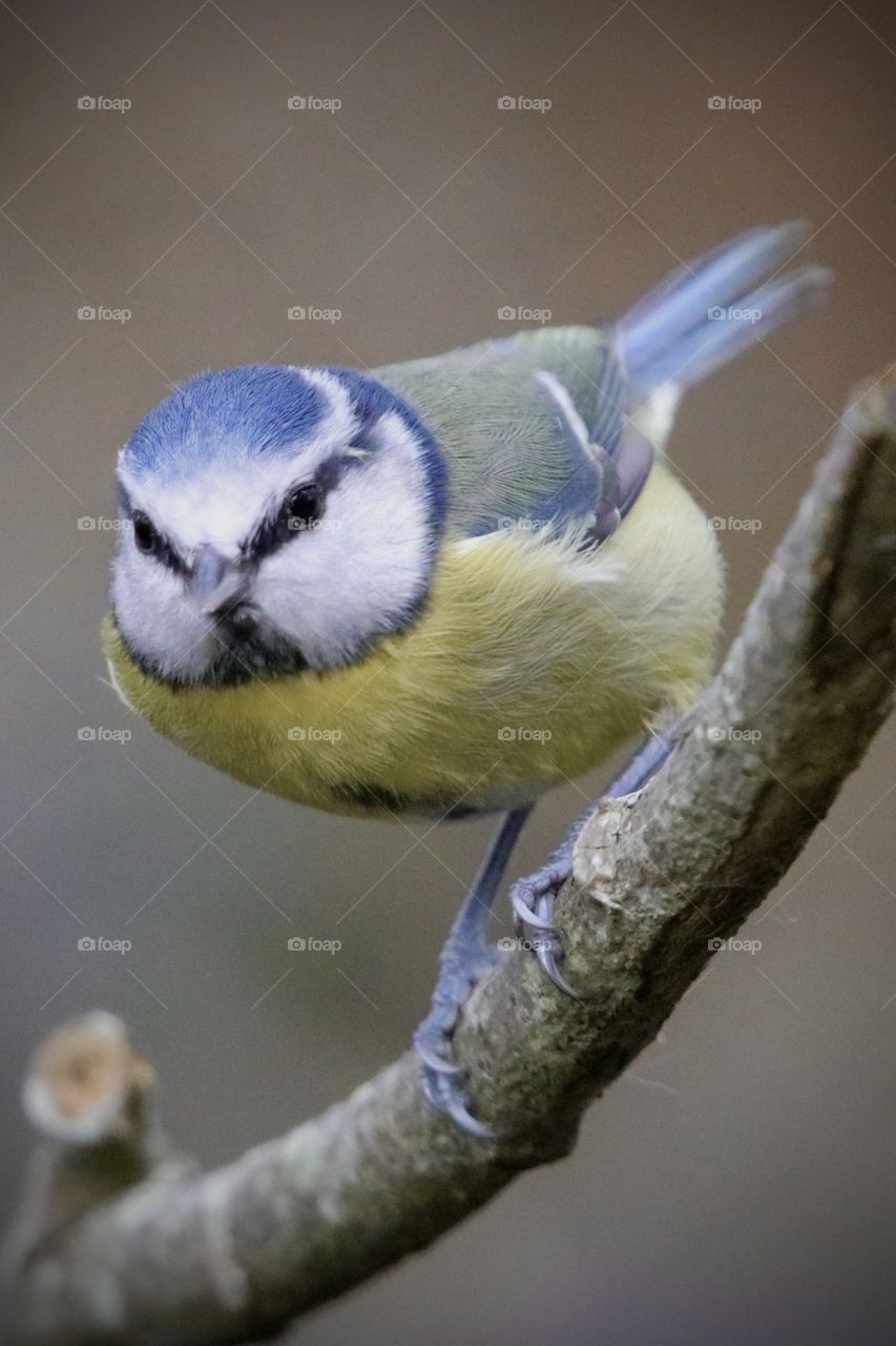 Blue tit