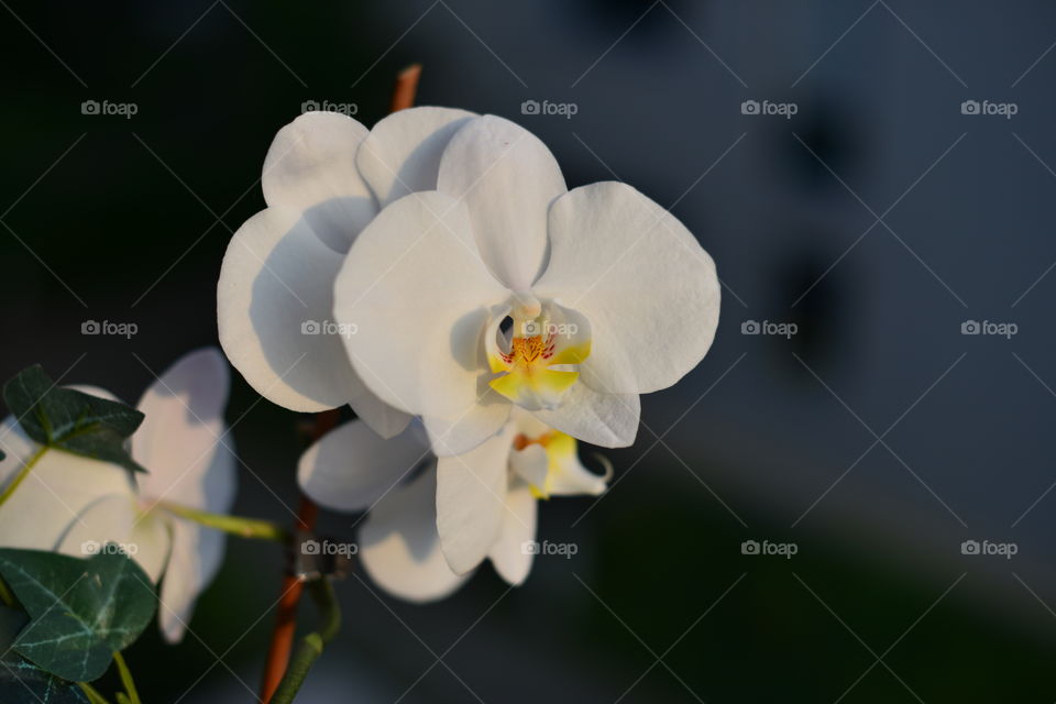Orchid