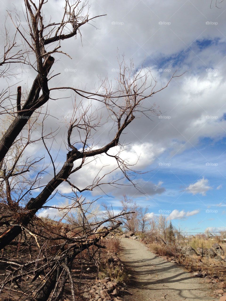 nevada clouds branches nature by melody