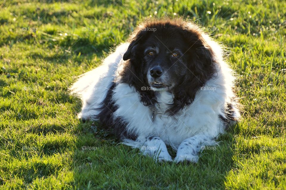 Big fluffy dog