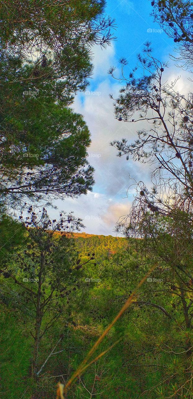 Pine Forest Serenity on a Golden Hill