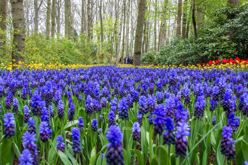 Field of flowers