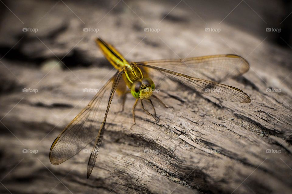 Dragon fly