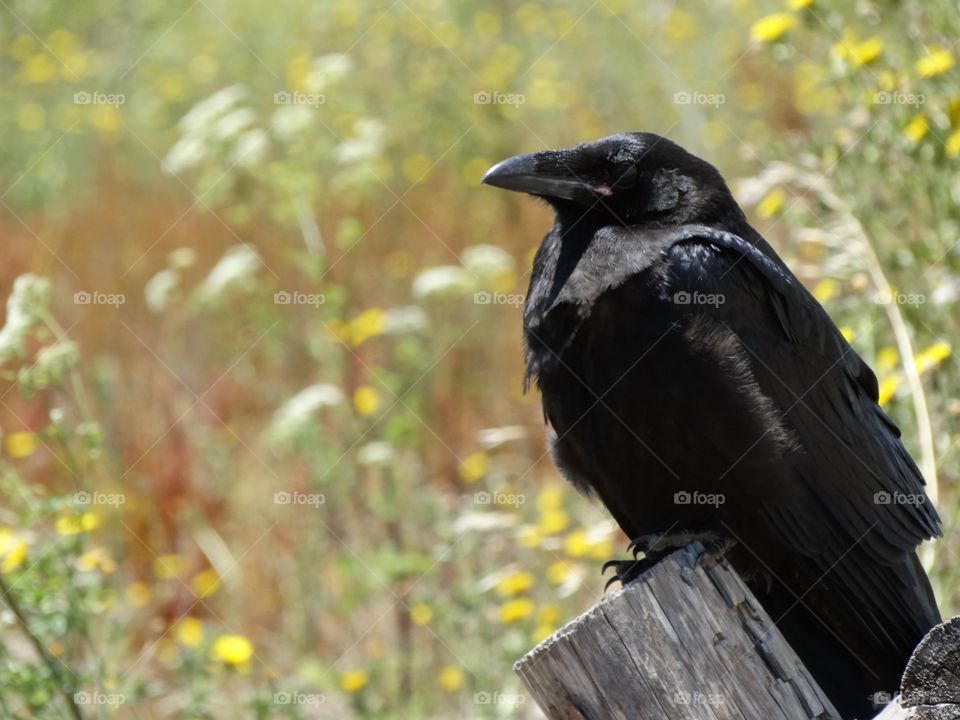 Common Raven