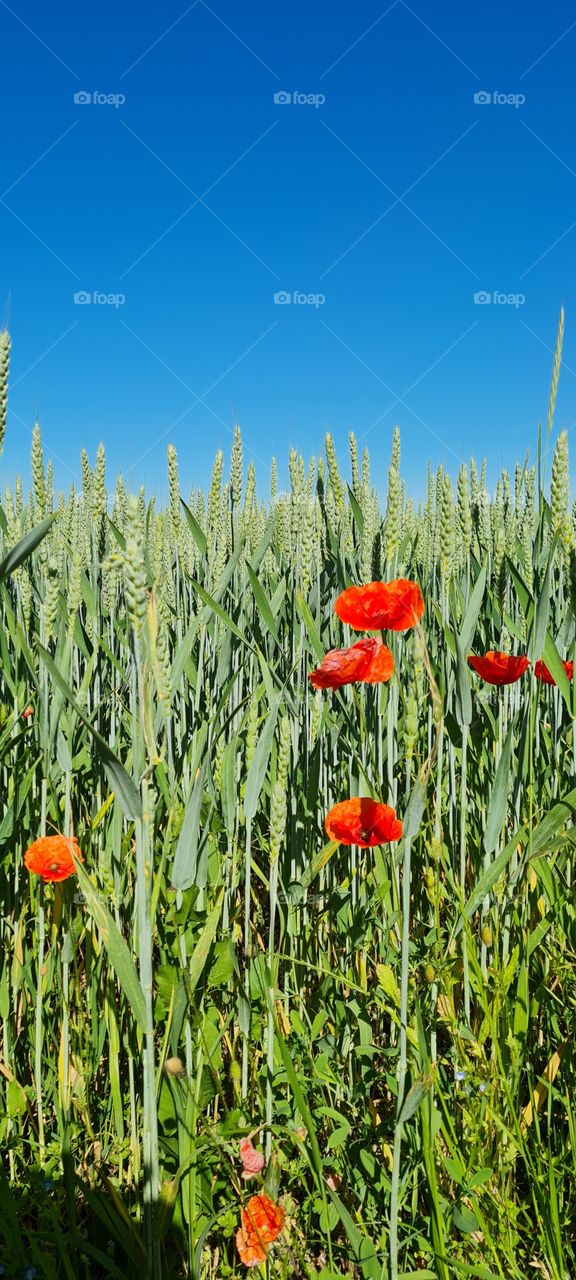 poppies