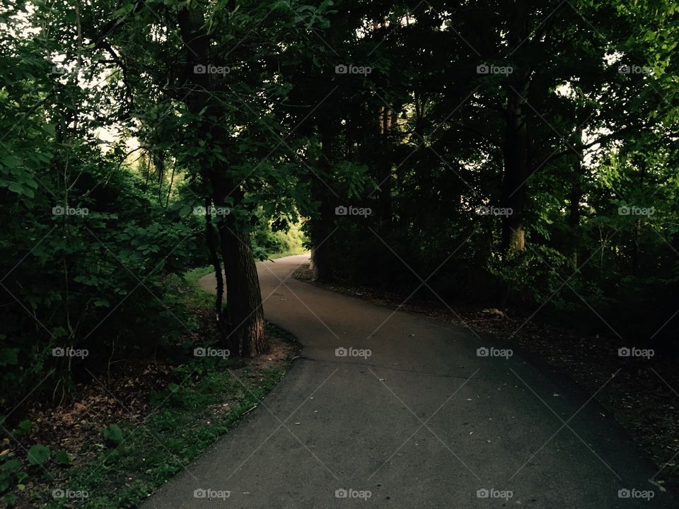 Path in the woods at dusk