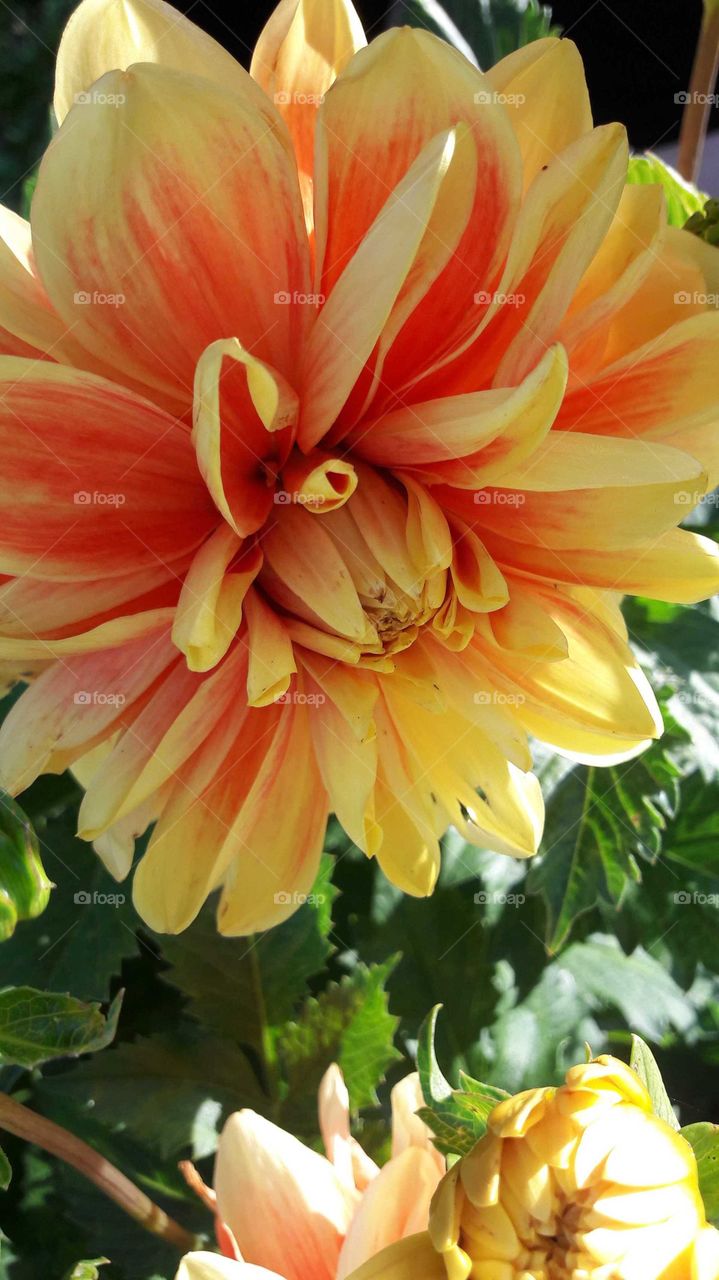 Dahlia